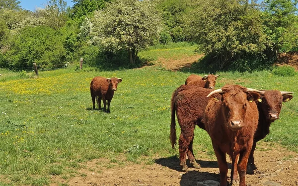 Weiderinder neben dem Weg, Foto: Katja Schumann