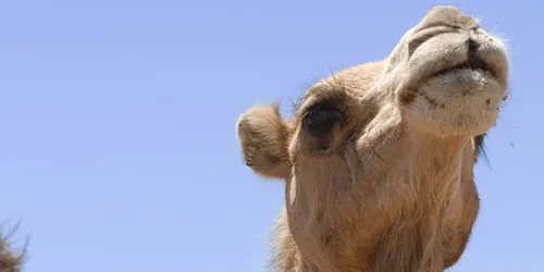 You'll be sure not to have the hump when riding one of these magnificent creatures