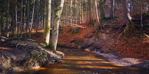 Bachlauf auf Maisinger Schlucht Wanderweg